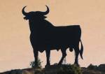 bull